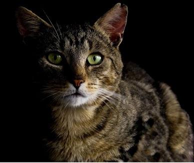 Can Cats Really See in the Dark?