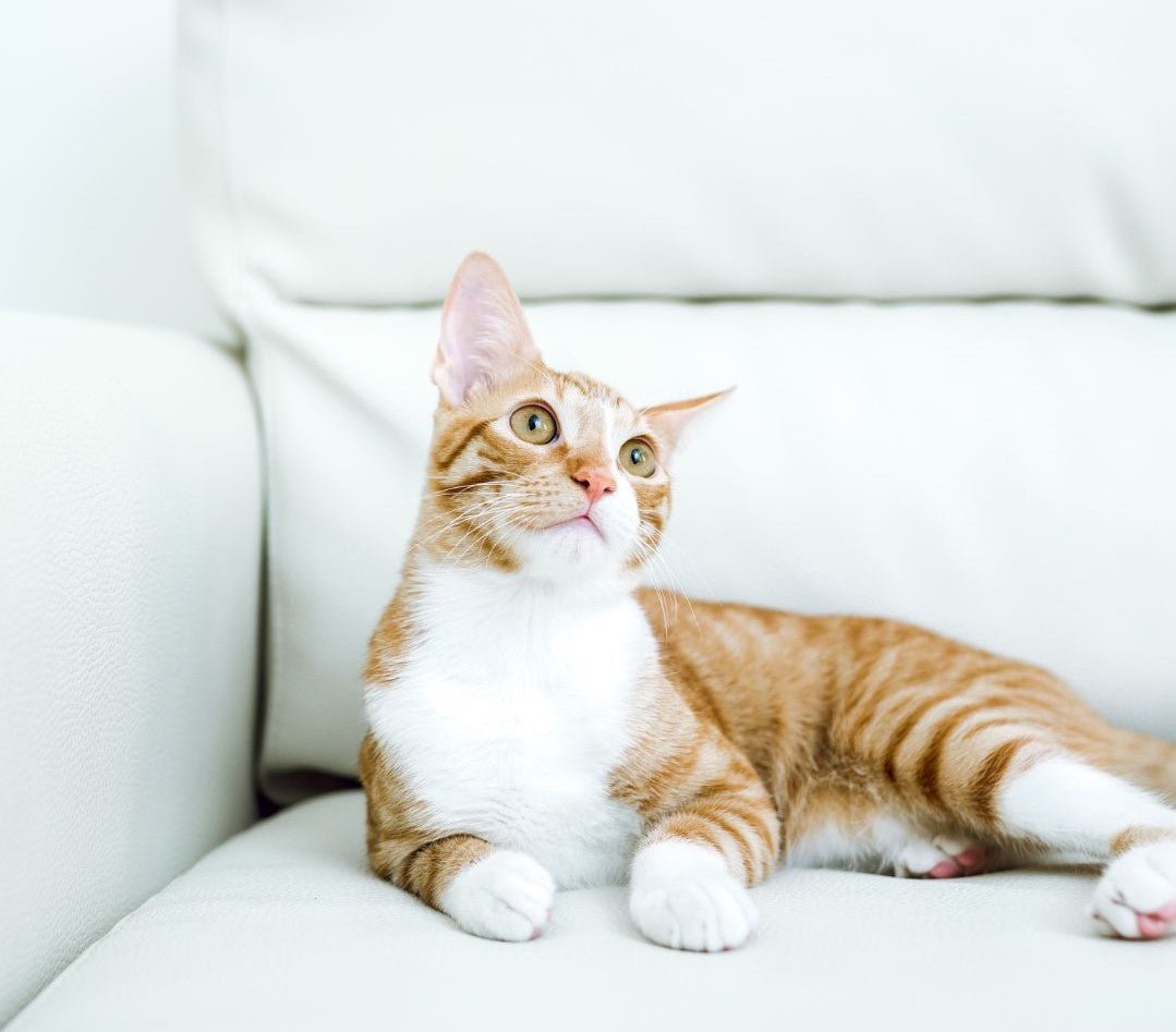 How To Make Your Home Cat Friendly How To Make Your Home Cat Friendly