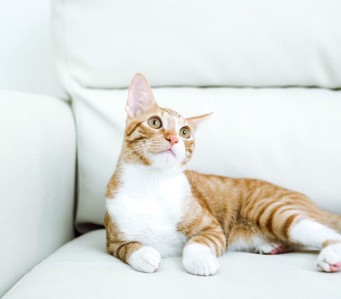How to Make Your Home Cat Friendly