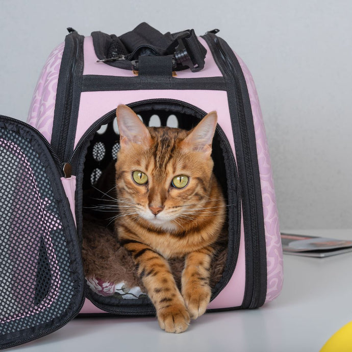 How to Travel With Your Cat