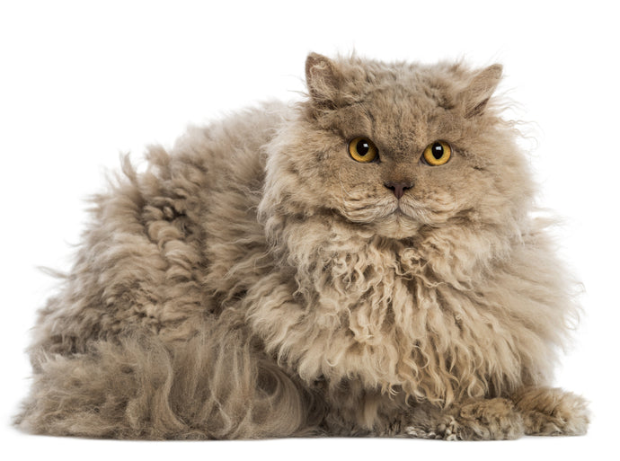 What is a Selkirk Rex Cat?