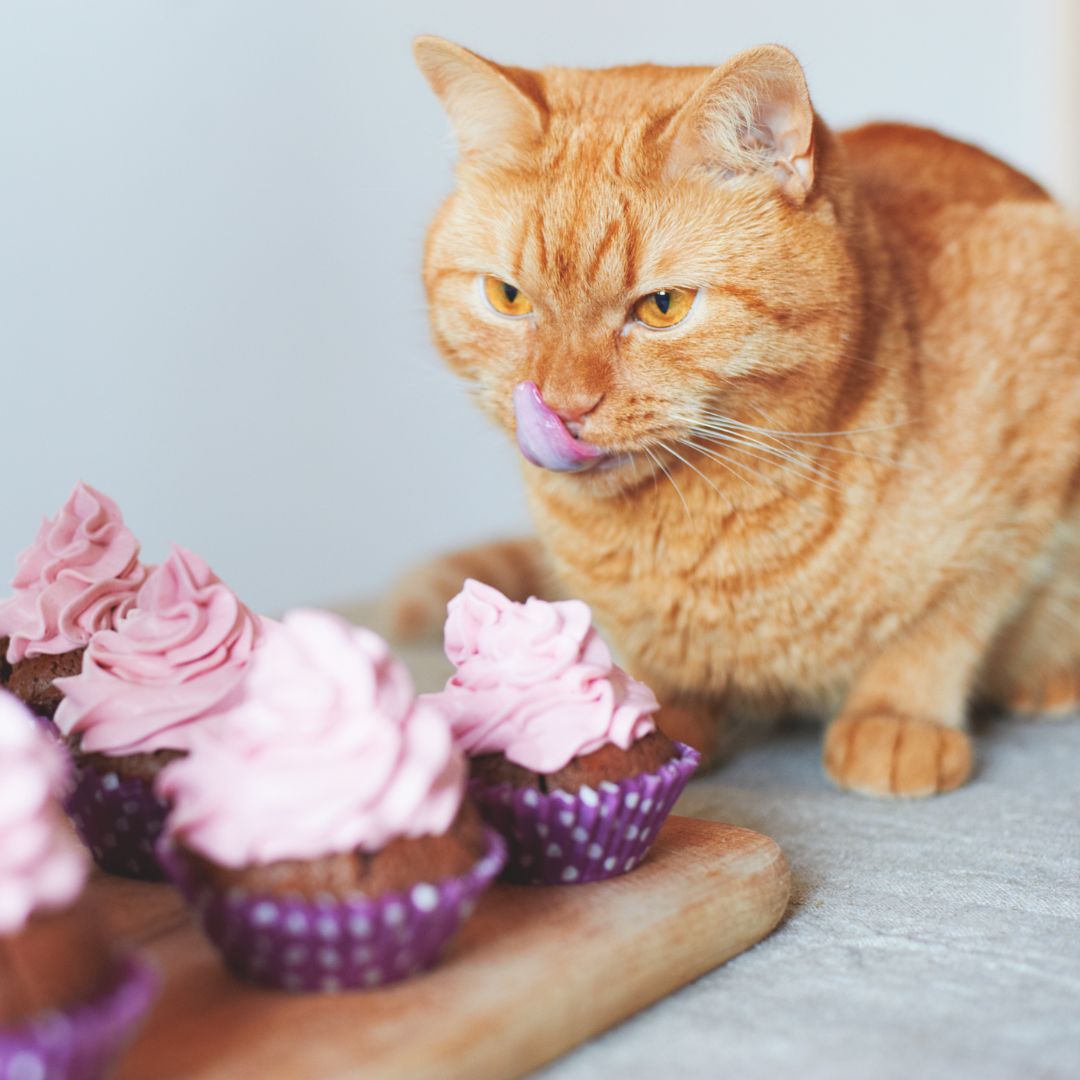 Do cats eat sweets hotsell