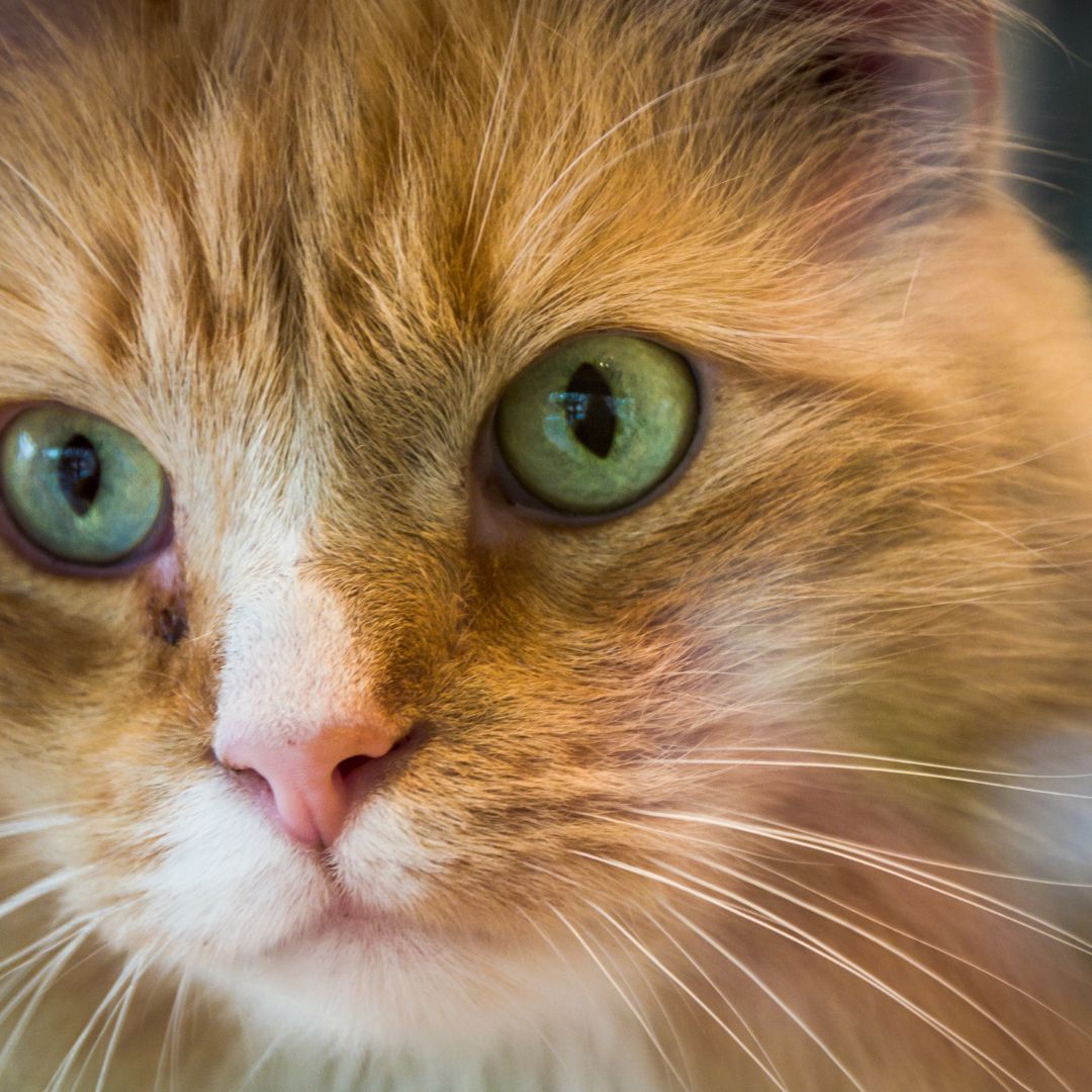 How Many Whiskers Do Cats Have Cat Box Classics