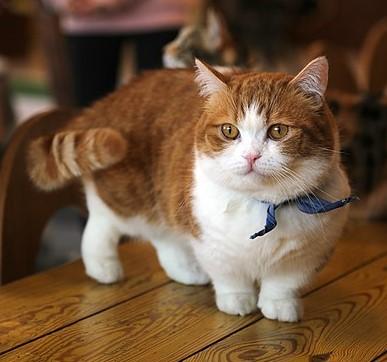 What are Munchkin Cats - Photos, Characteristics, Statistics – Cat