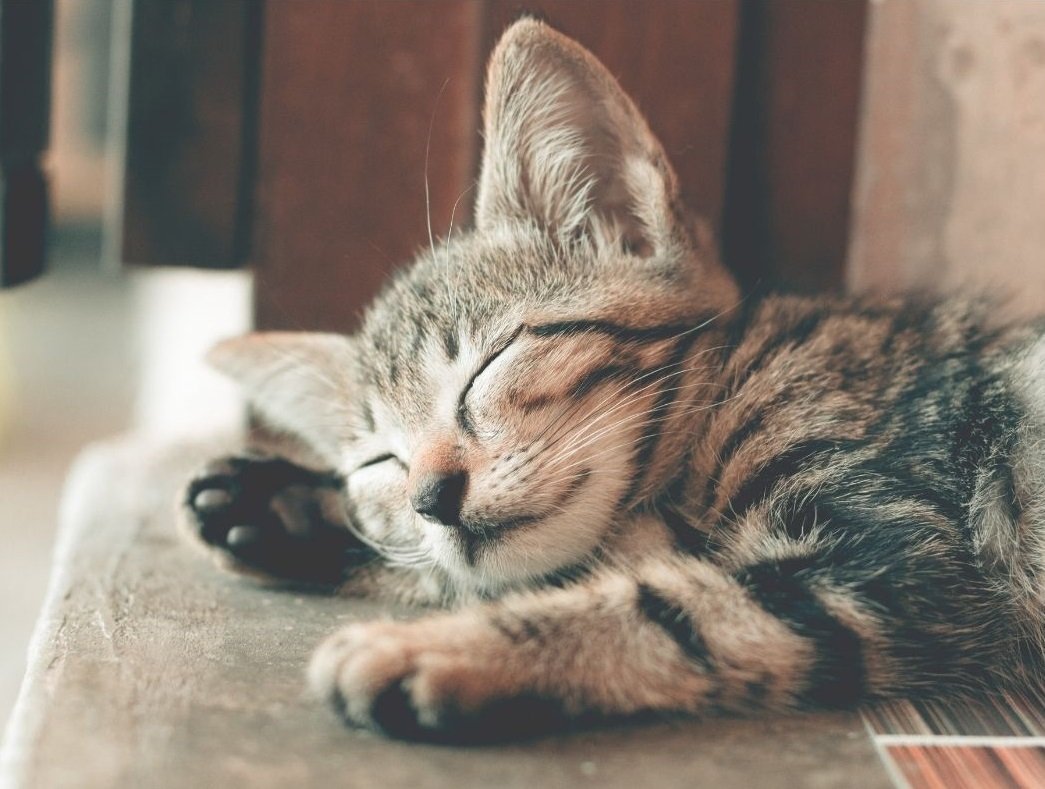 Why Do Cats Sleep So Much?