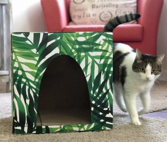 Cat beside kitty jungle cardboard cat house