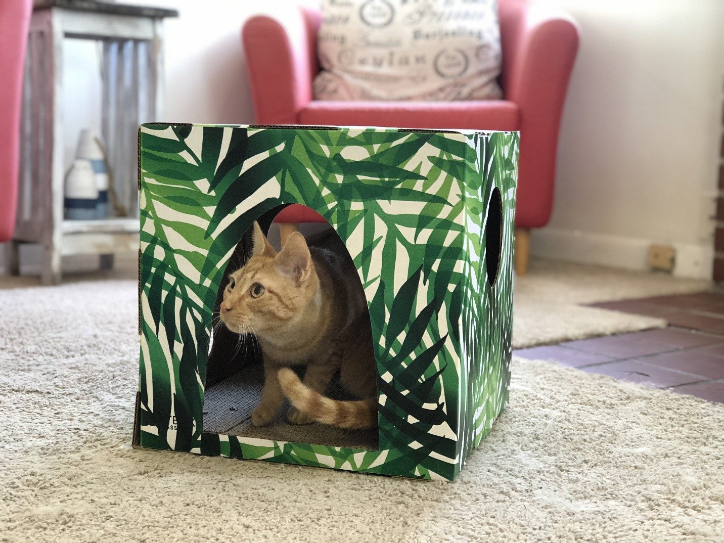 Orange tabby cat looking out from kitty jungle cardboard cat house