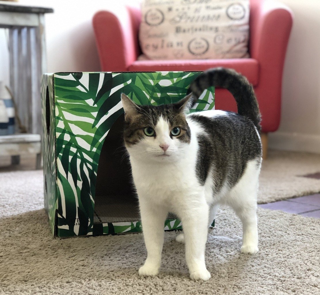 Green eyed cat in front of kitty jungle cardboard cat house