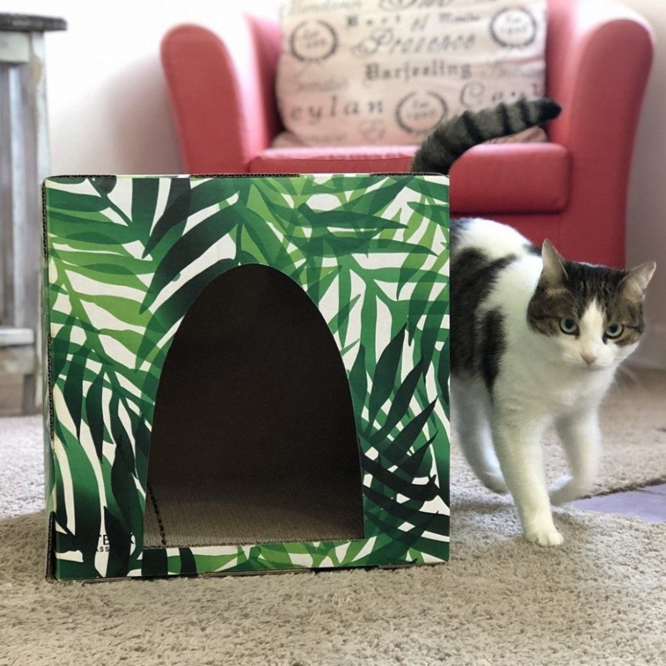 Kitty Jungle Cardboard Cat House with Scratcher - Cat Box Classics